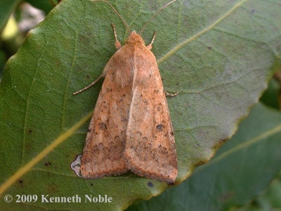 scarce bordered straw (Helicoverpa armigera) Kenneth Noble